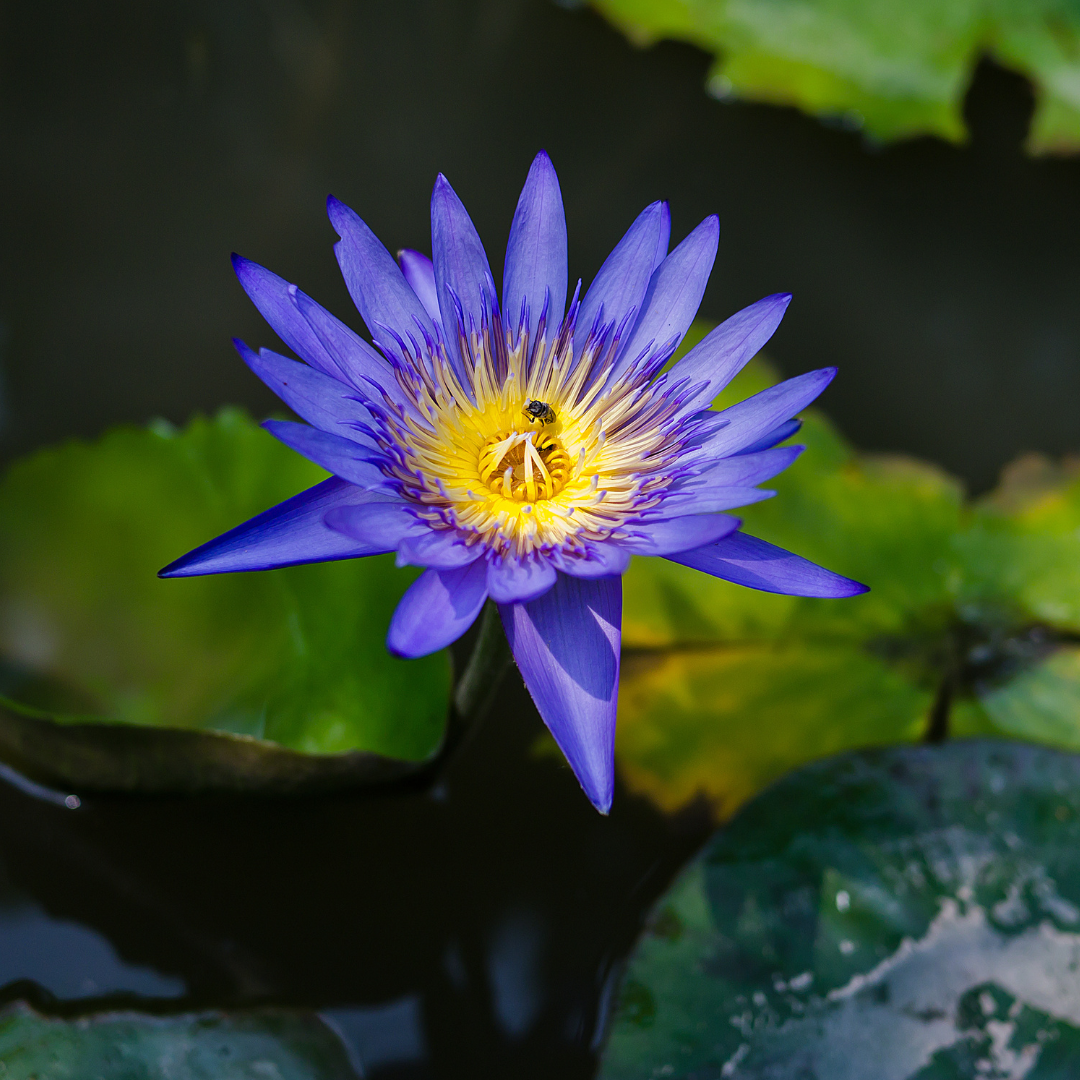 Is Blue Lotus okay for use cosmetically for pregnant and breastfeeding women?