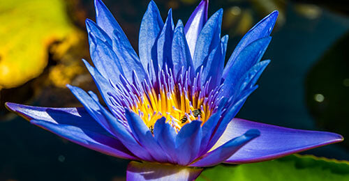 Is Blue Lotus okay for use cosmetically for pregnant and breastfeeding women?
