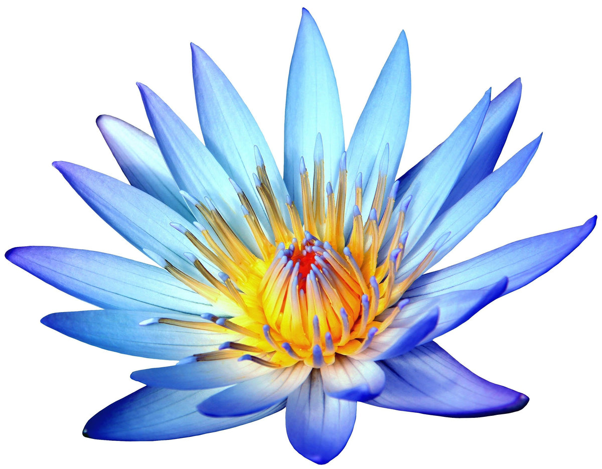 Organic Blue Lotus Absolute Oil (15ml) - Holy Sanity 